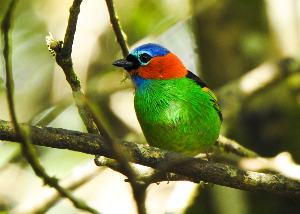 Red-necked Tanager - ML646255874