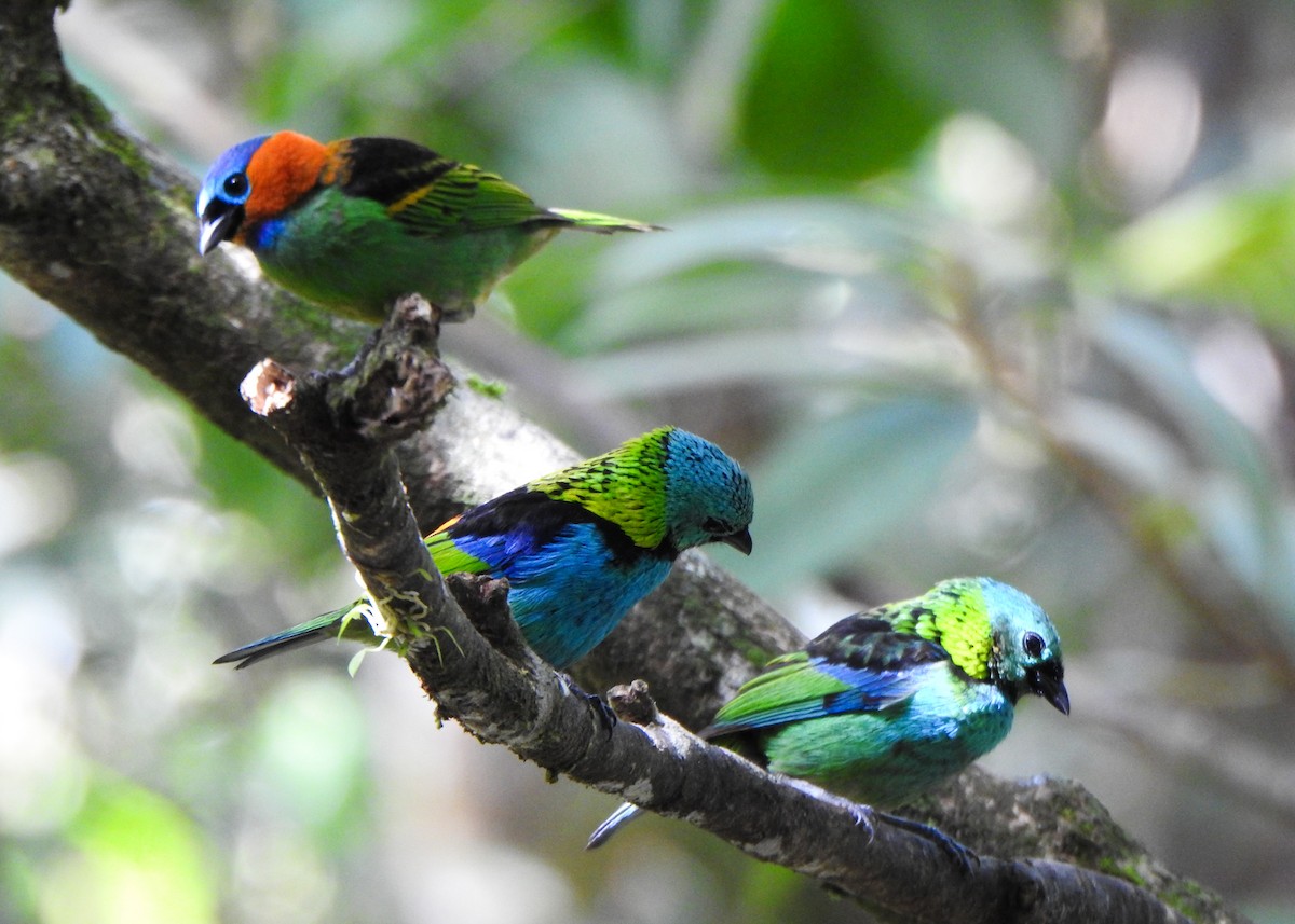 Red-necked Tanager - ML646255875