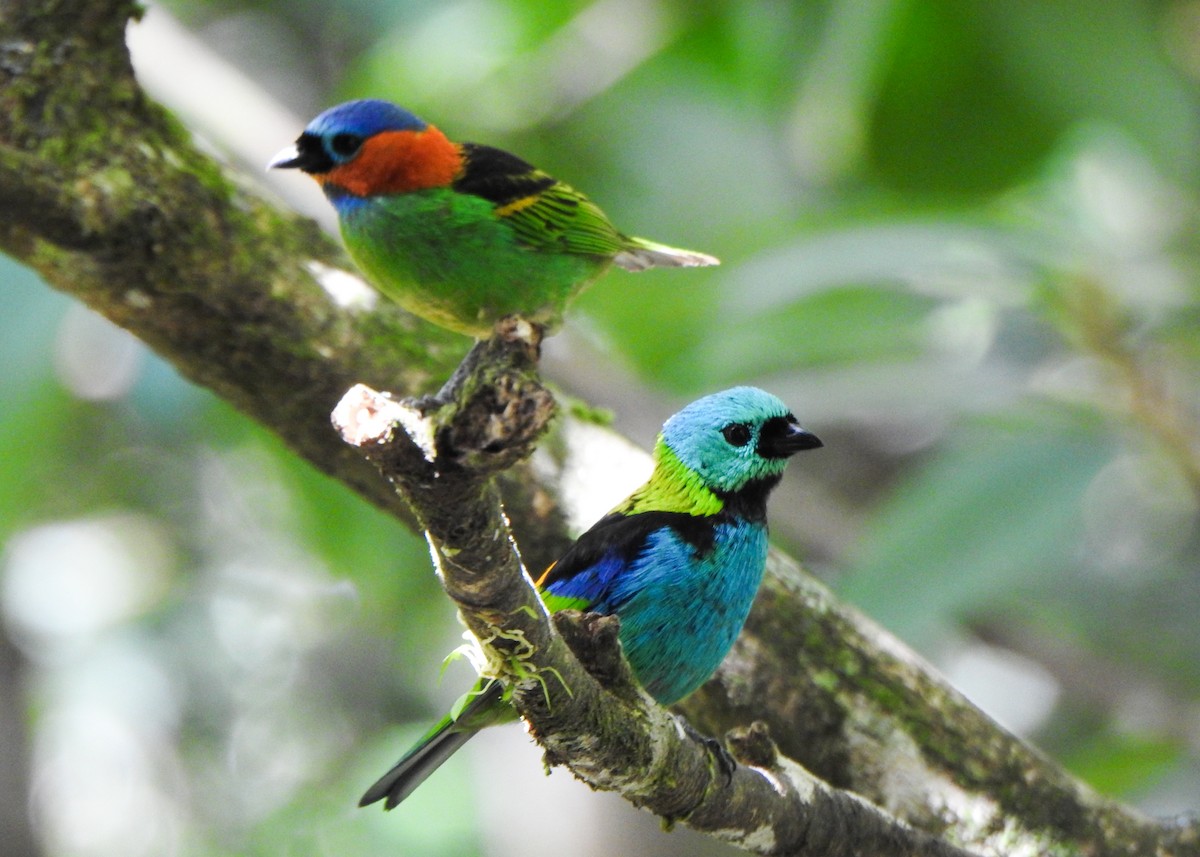 Red-necked Tanager - ML646255876