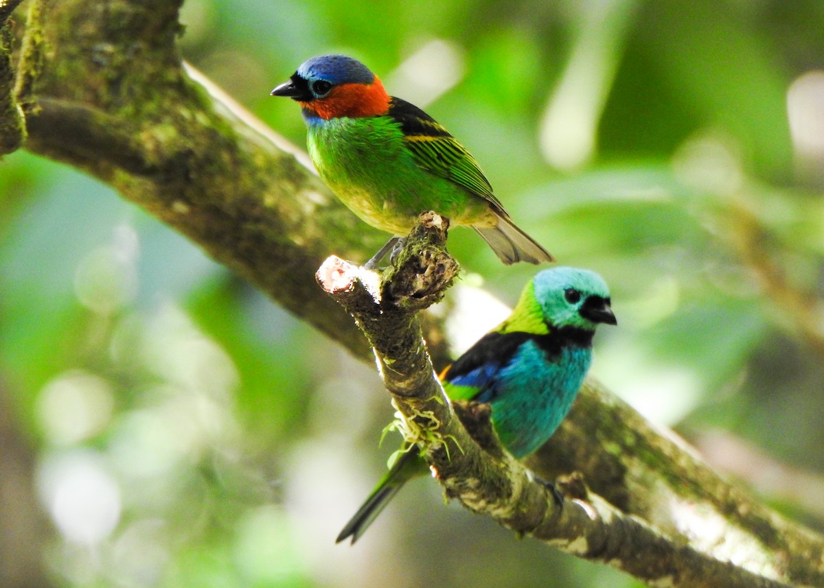 Red-necked Tanager - ML646255877