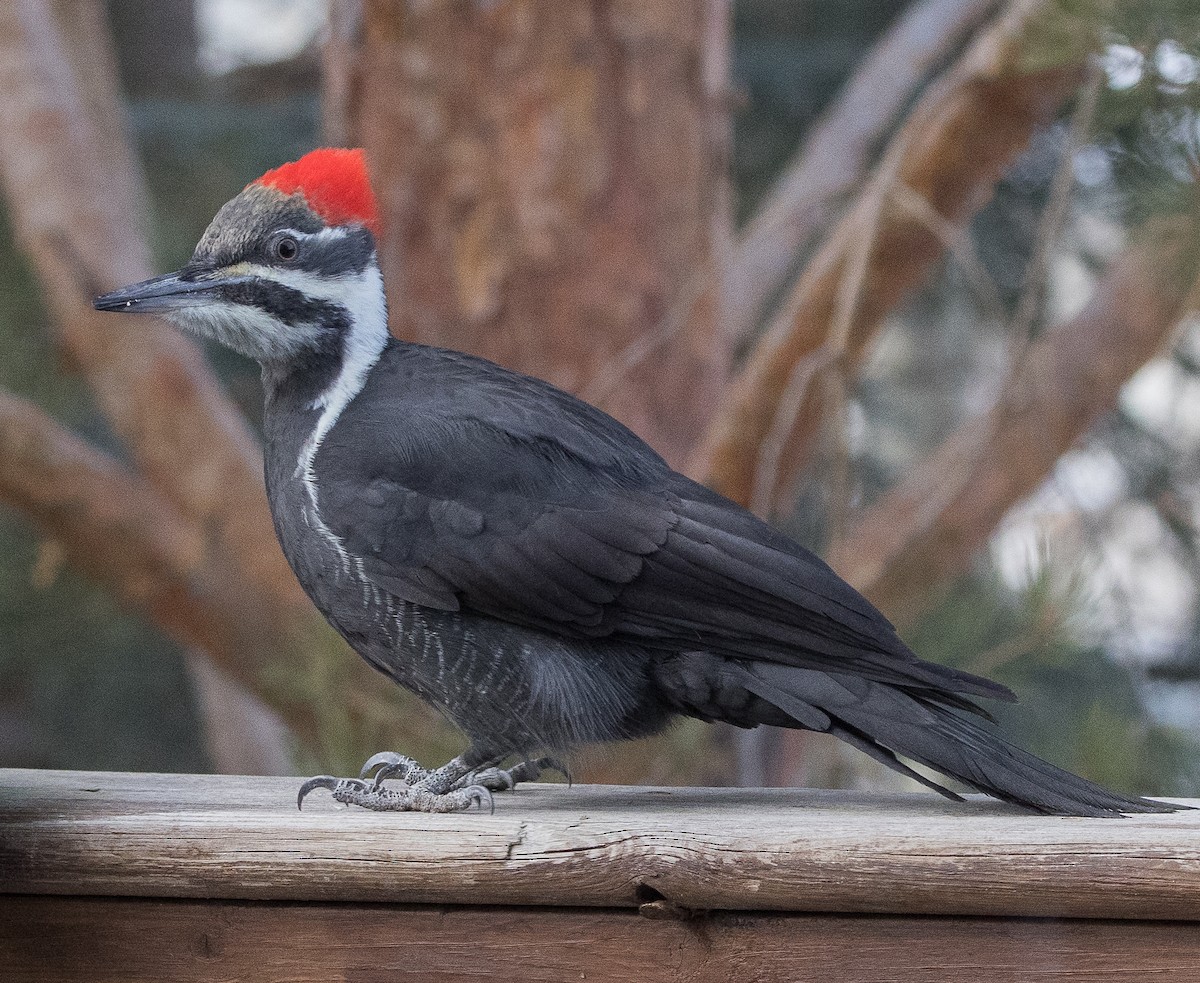 Pileated Woodpecker - ML646255880