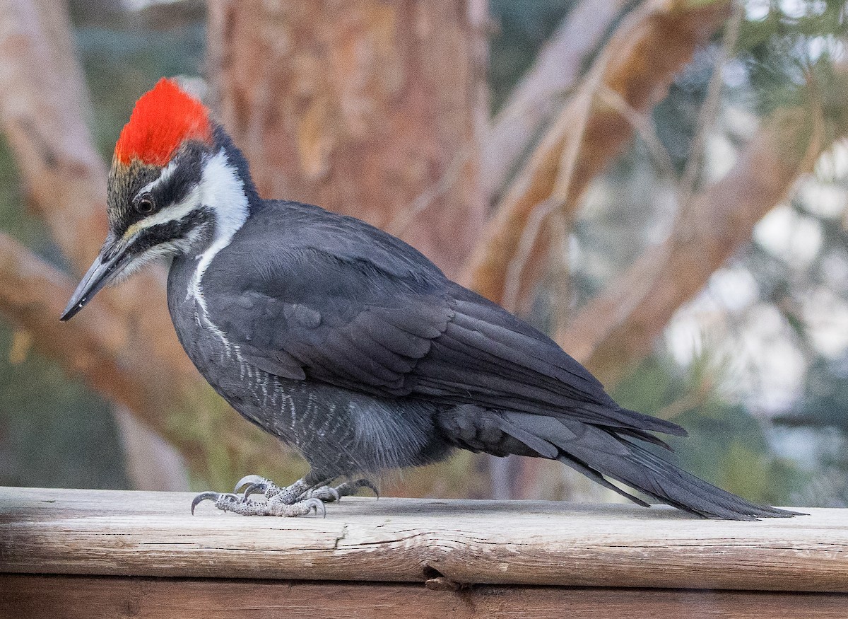 Pileated Woodpecker - ML646255881