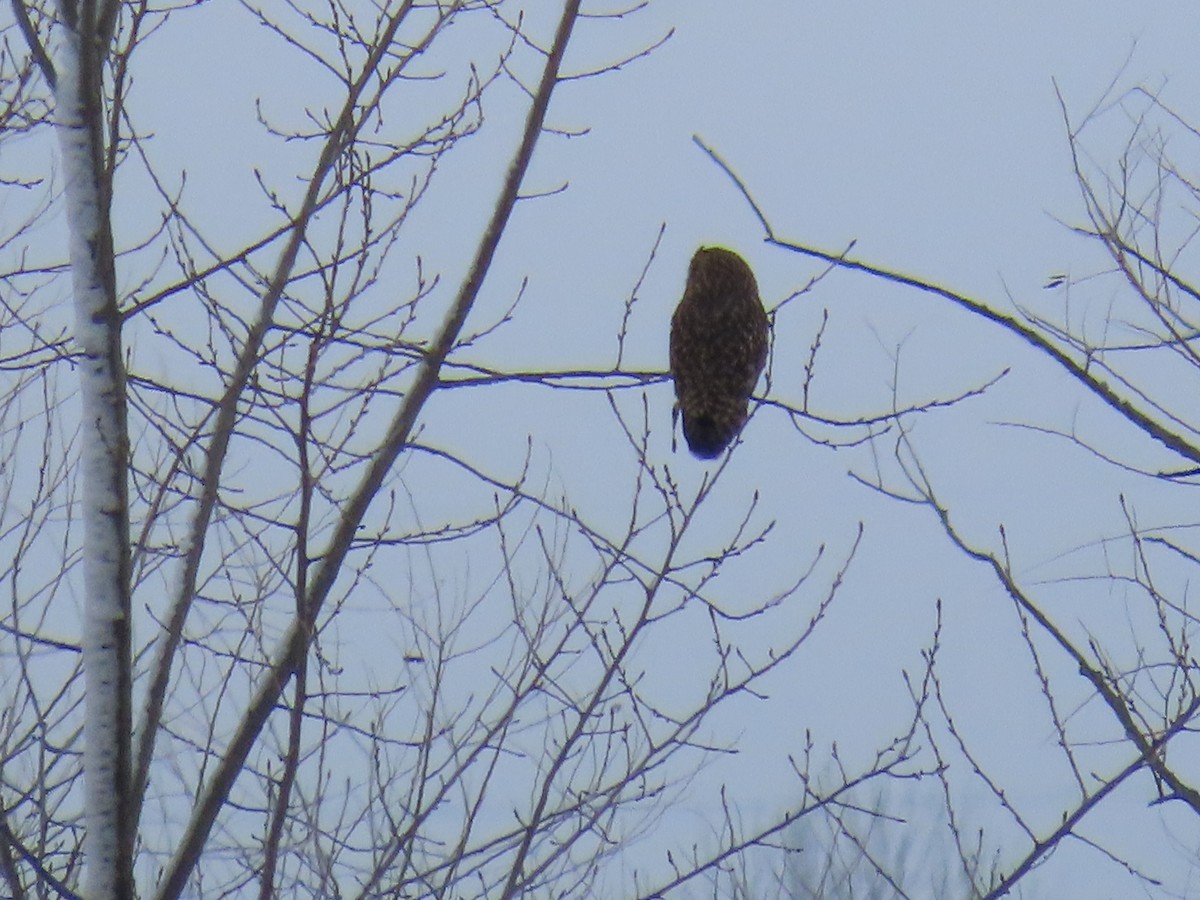 Short-eared Owl - ML646255890