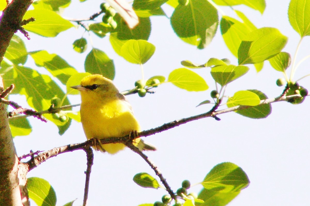 Blue-winged Warbler - ML646255898