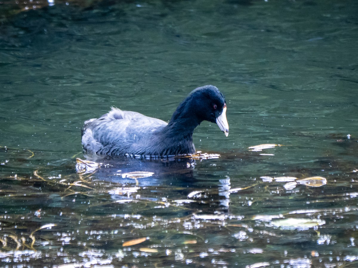 American Coot - ML646255905