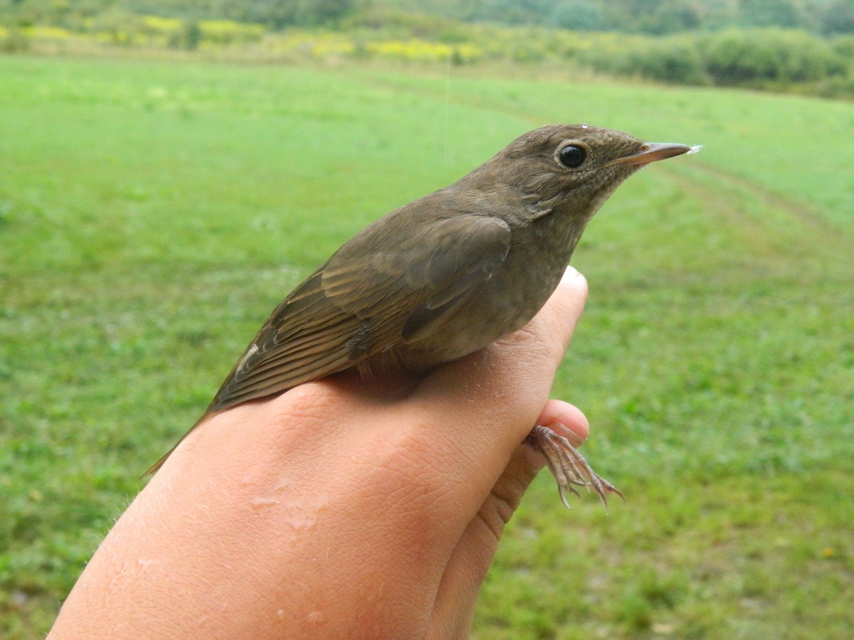 Ipar-urretxindorra - ML646255910