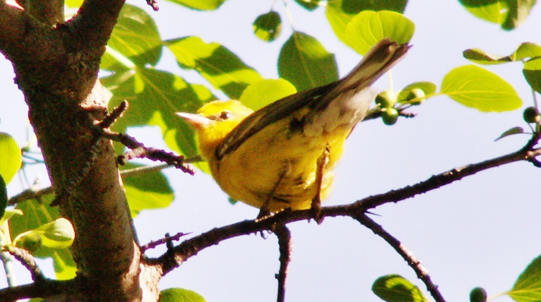 Blue-winged Warbler - ML646255912