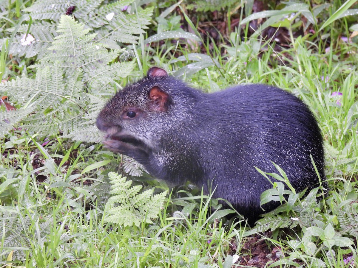 Agutí negro - ML646255913