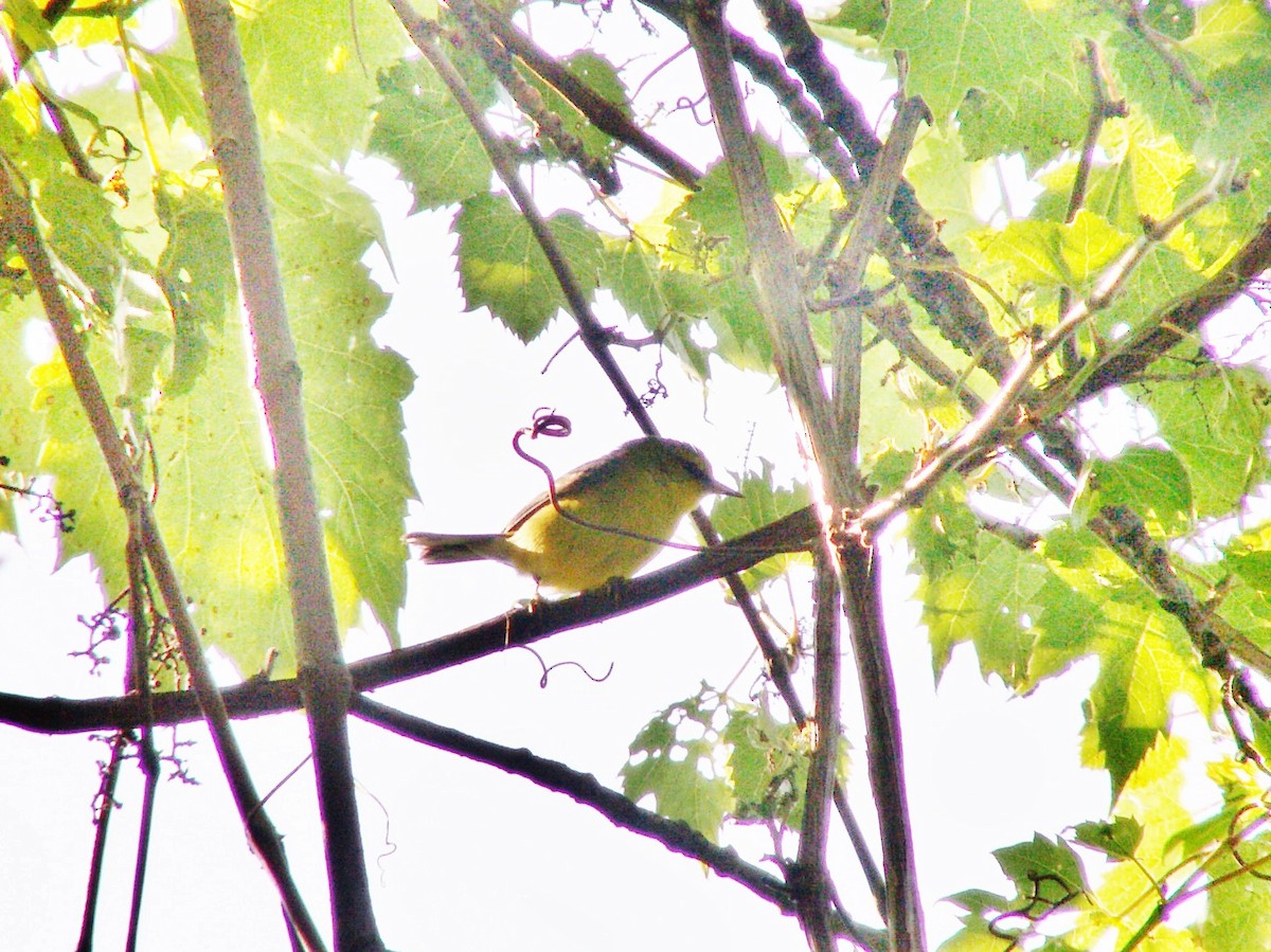 Blue-winged Warbler - ML646255914