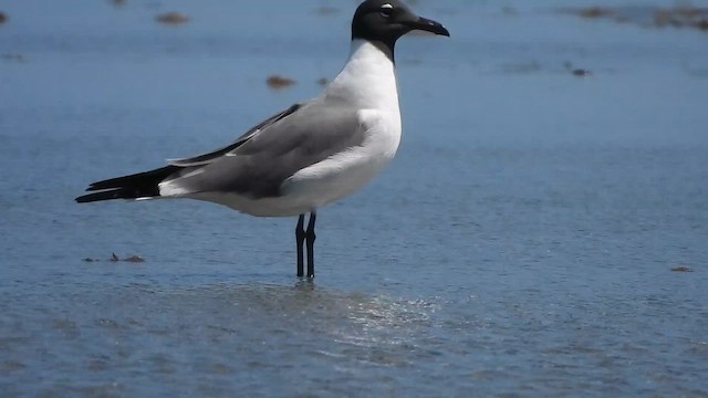 Gülen Martı - ML646255945