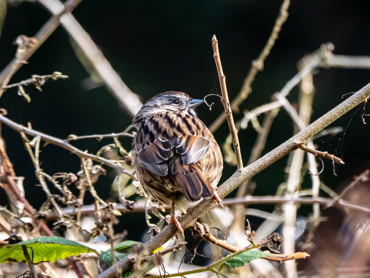 Song Sparrow - ML646255946