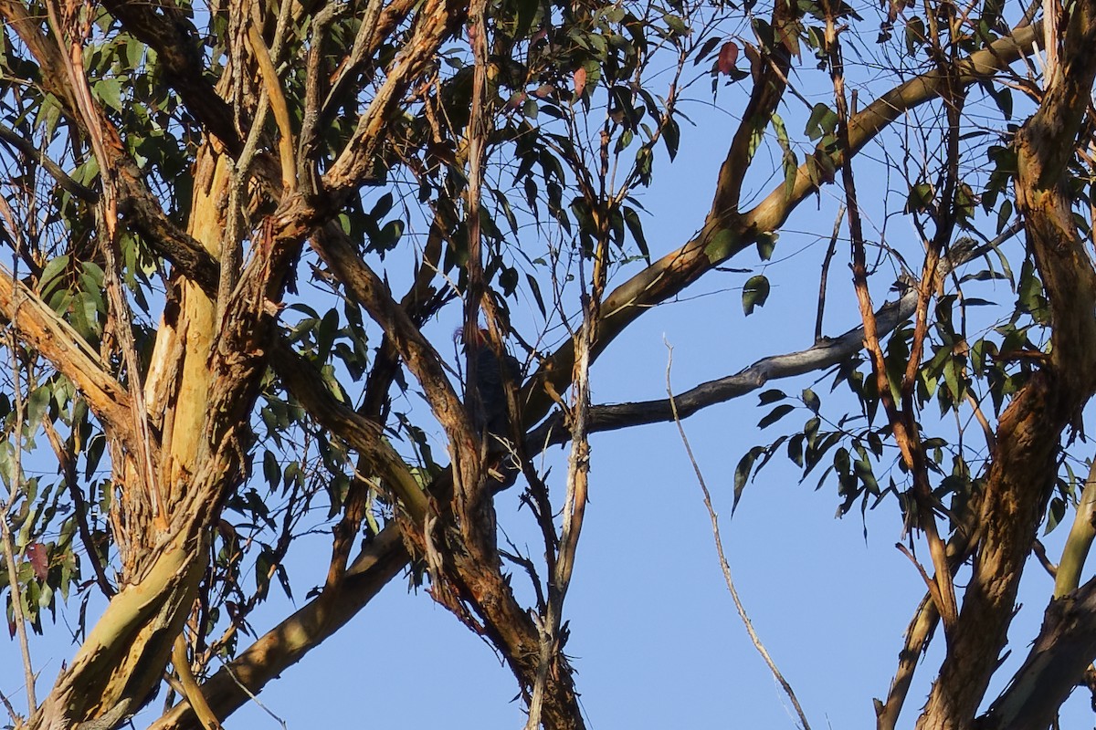 アカサカオウム - ML646255947