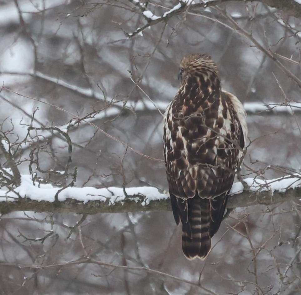 Red-shouldered Hawk - ML646255953