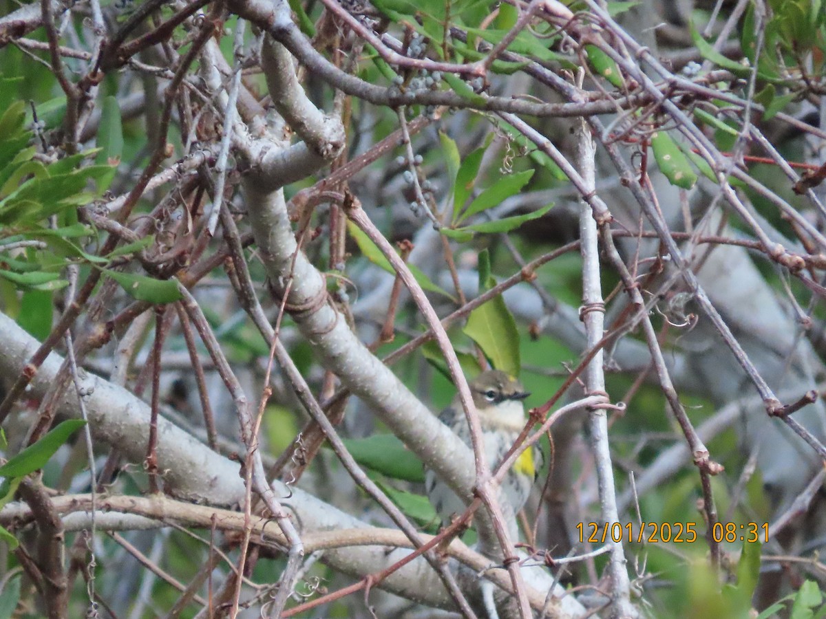Yellow-rumped Warbler - ML646255955