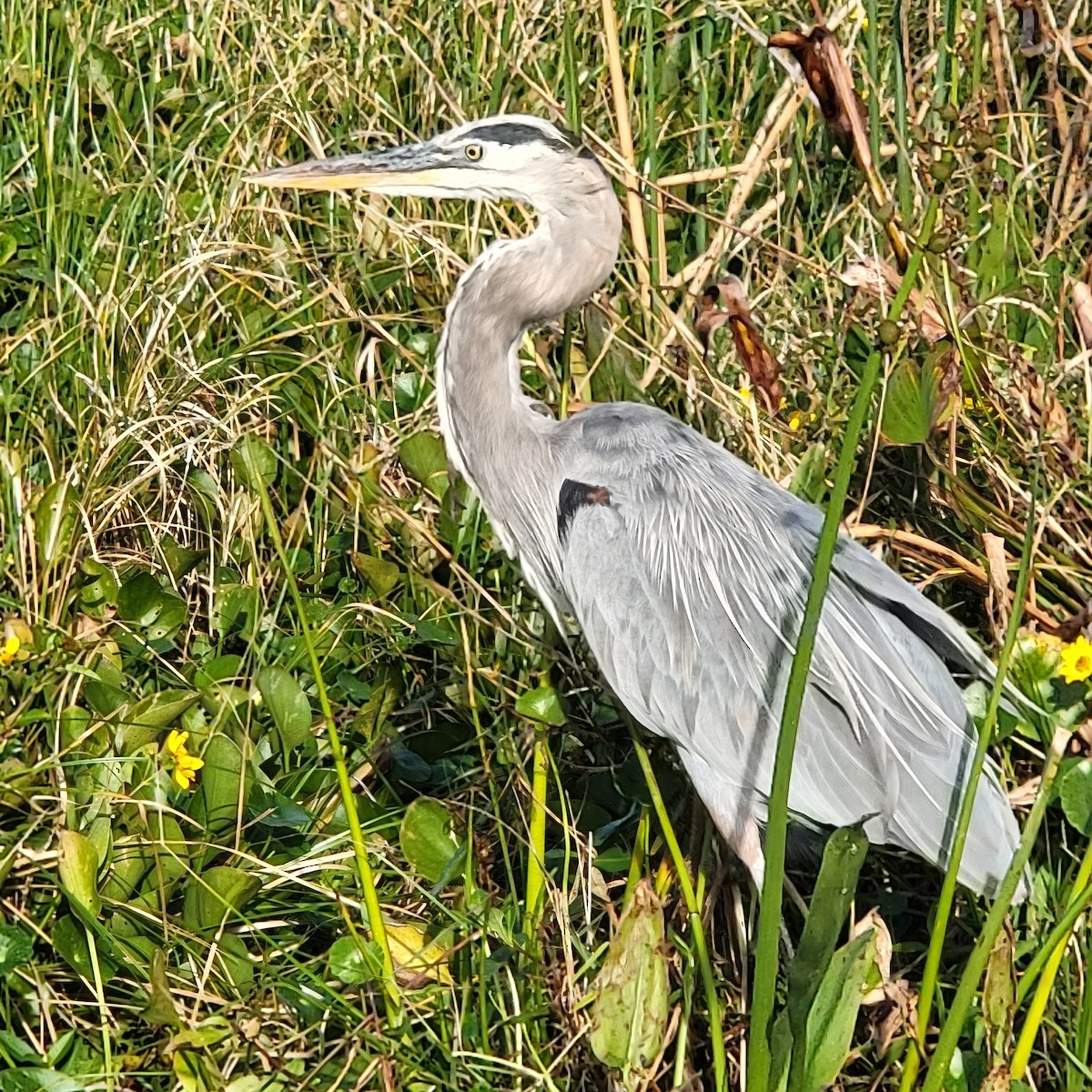 Great Blue Heron - ML646255956