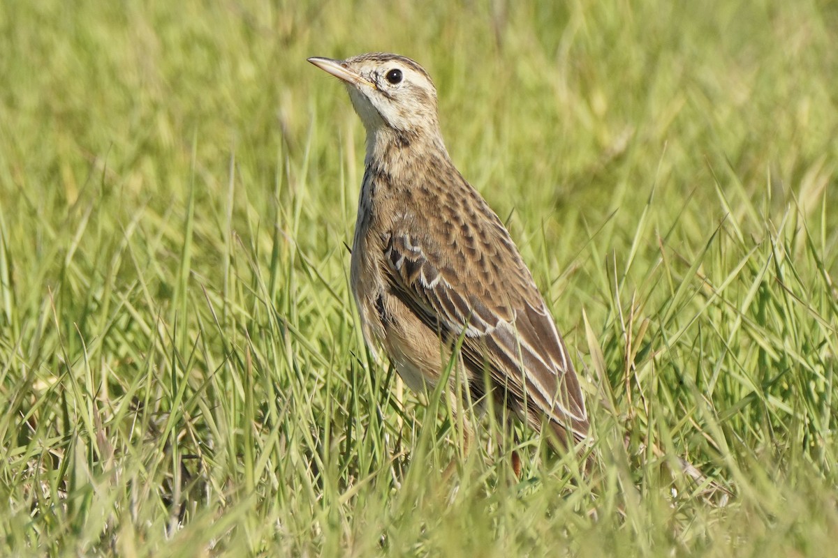 Степной конёк - ML646255963