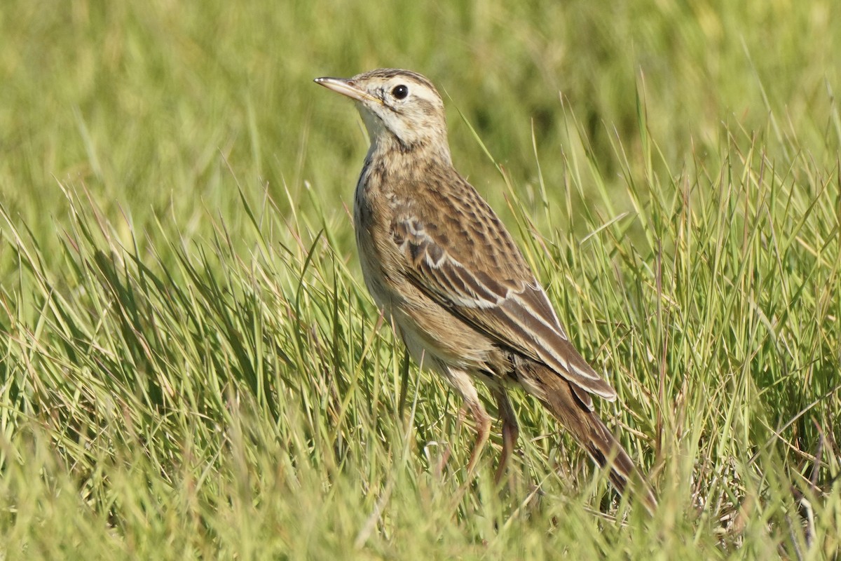 Richard's Pipit - ML646255964
