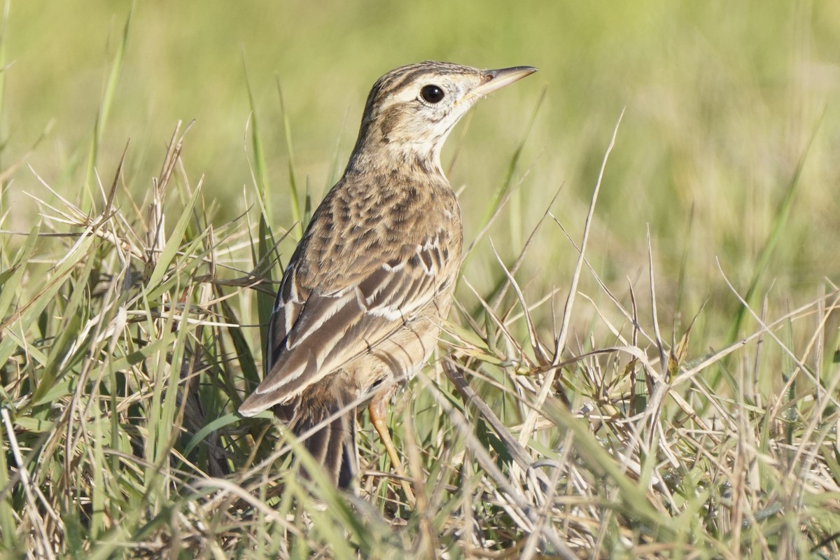 Richard's Pipit - ML646255965