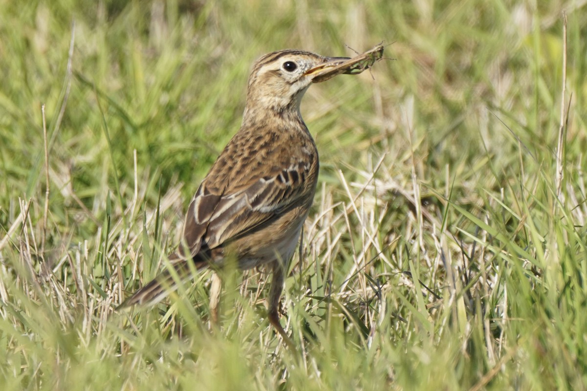 Richard's Pipit - ML646255966