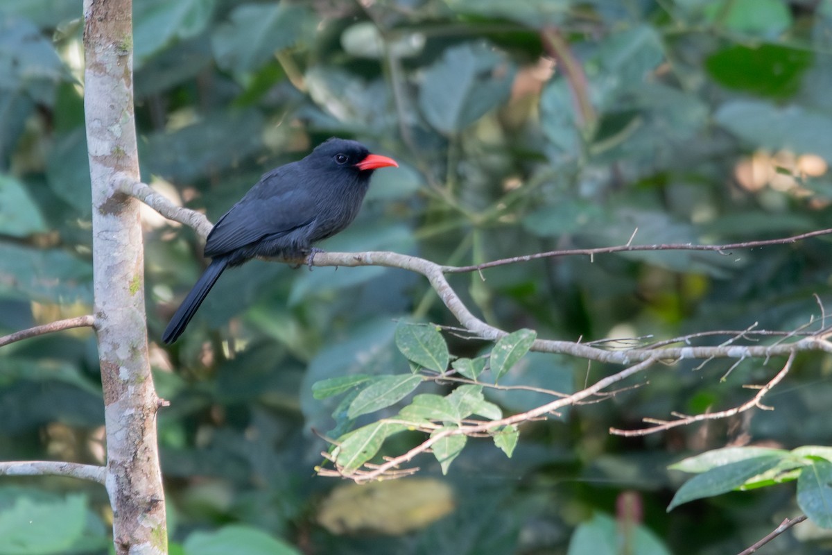 Black-fronted Nunbird - ML646255967