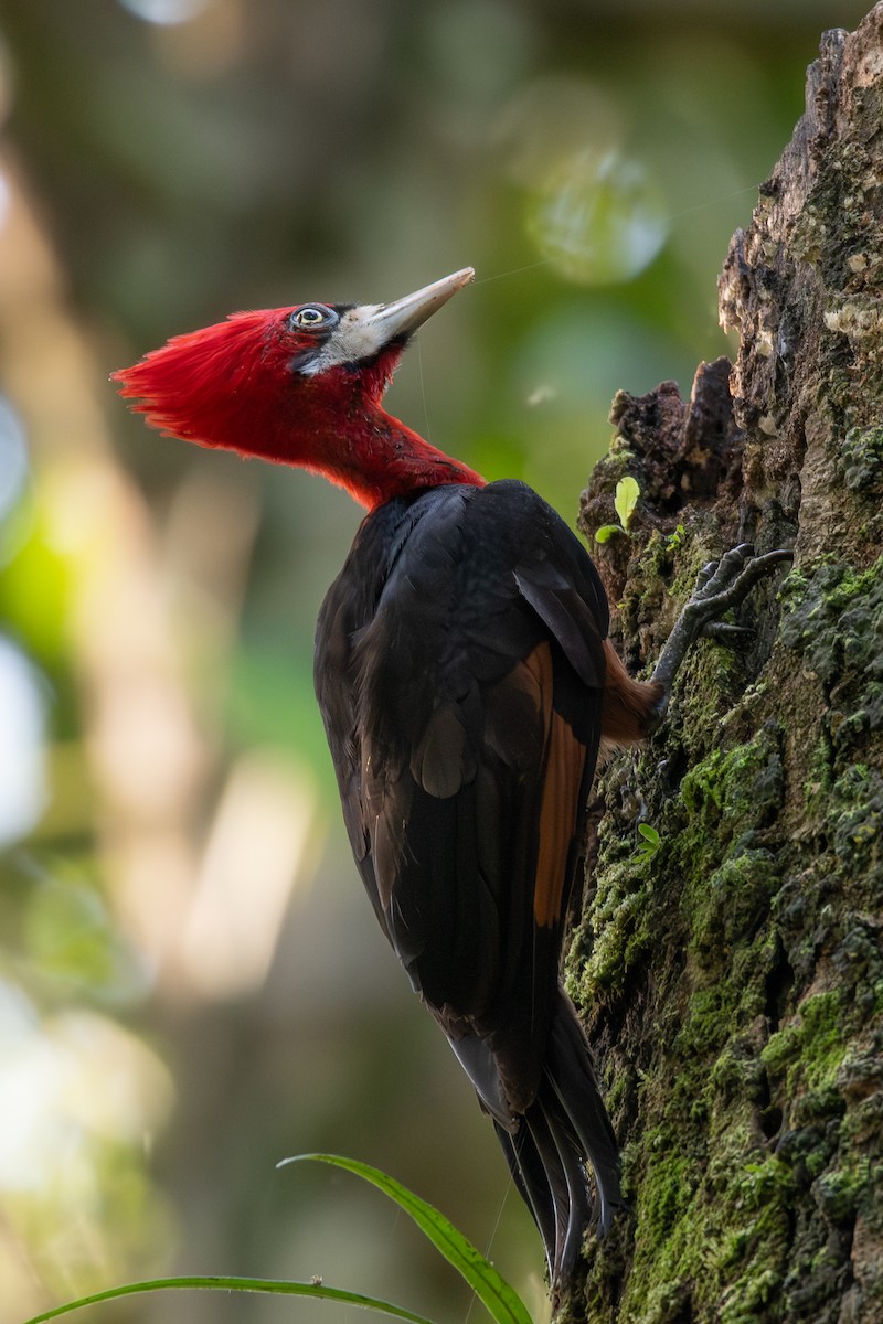 Red-necked Woodpecker - ML646255972