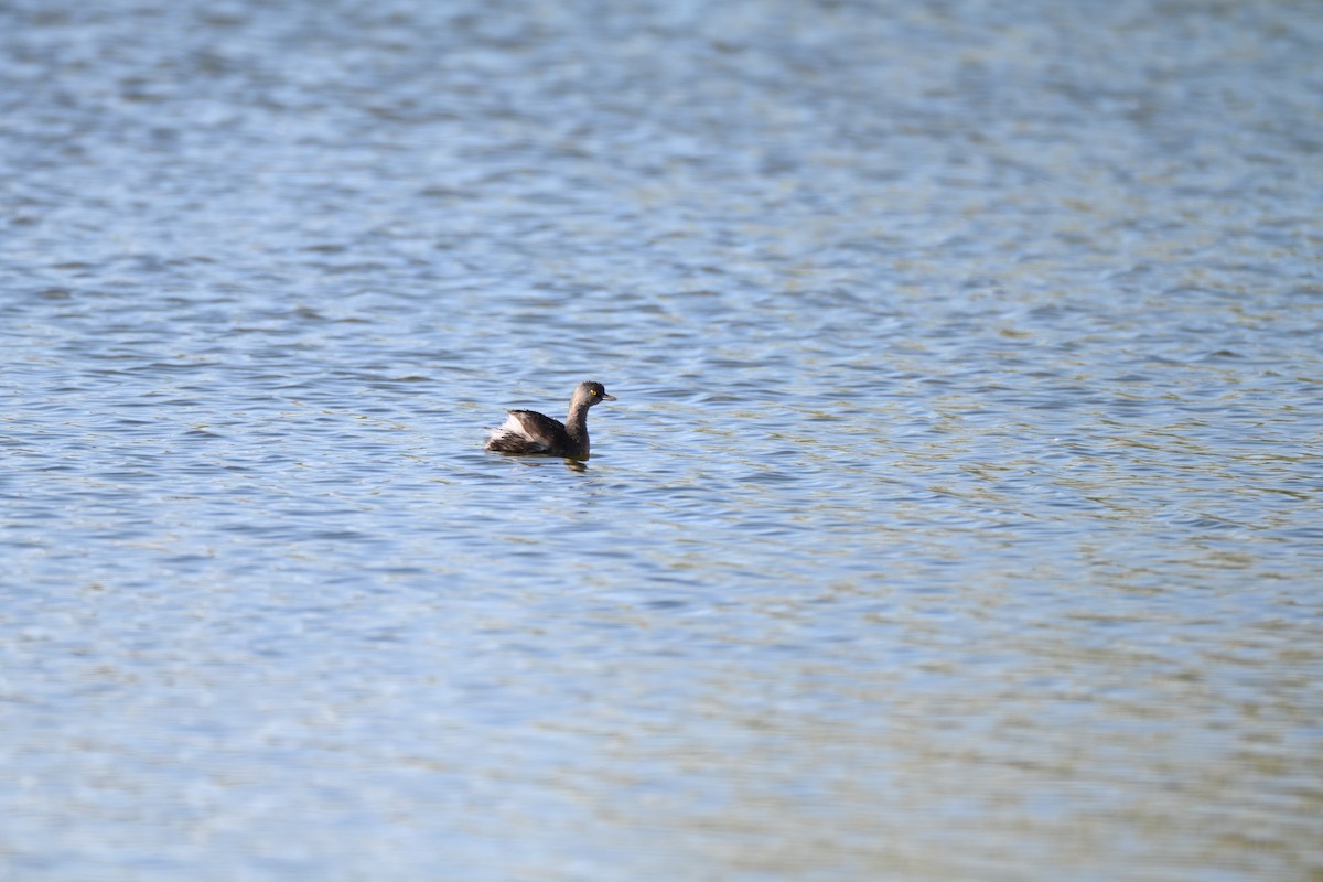 Least Grebe - ML646255981