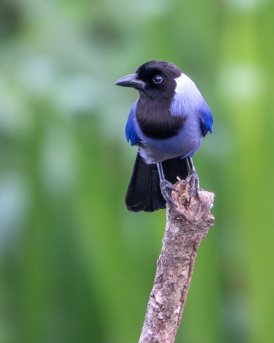 Violaceous Jay - ML646255984