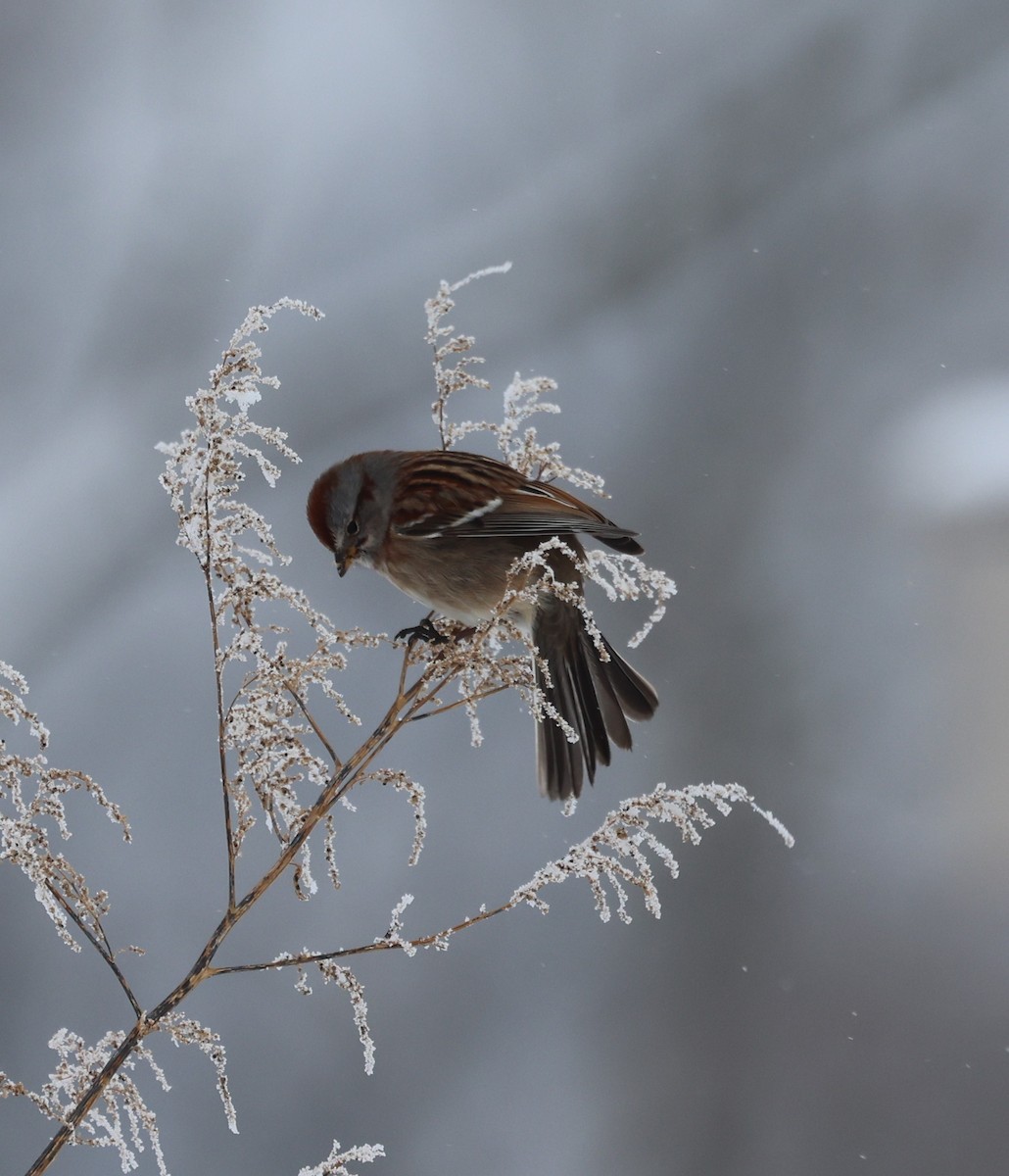 American Tree Sparrow - ML646255986
