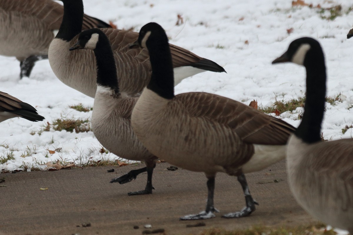 Малая канадская казарка - ML646255988