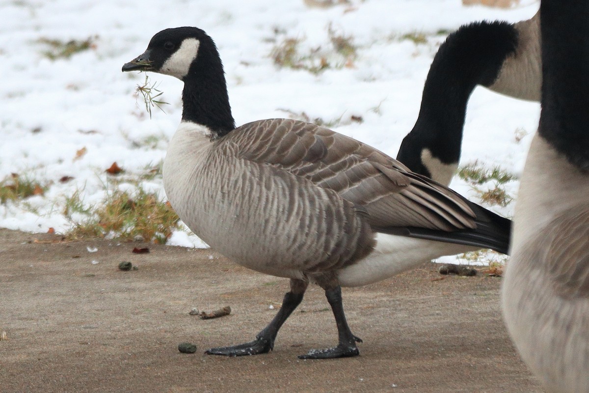 Малая канадская казарка - ML646255996