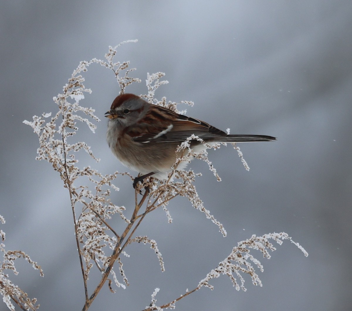 American Tree Sparrow - ML646255997