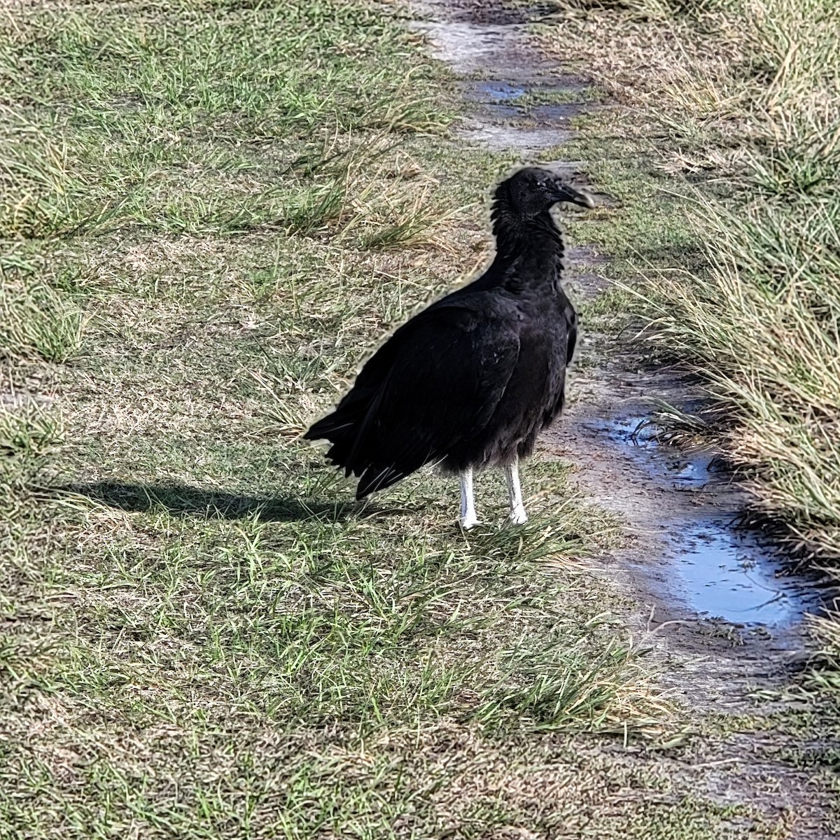 Black Vulture - ML646255999