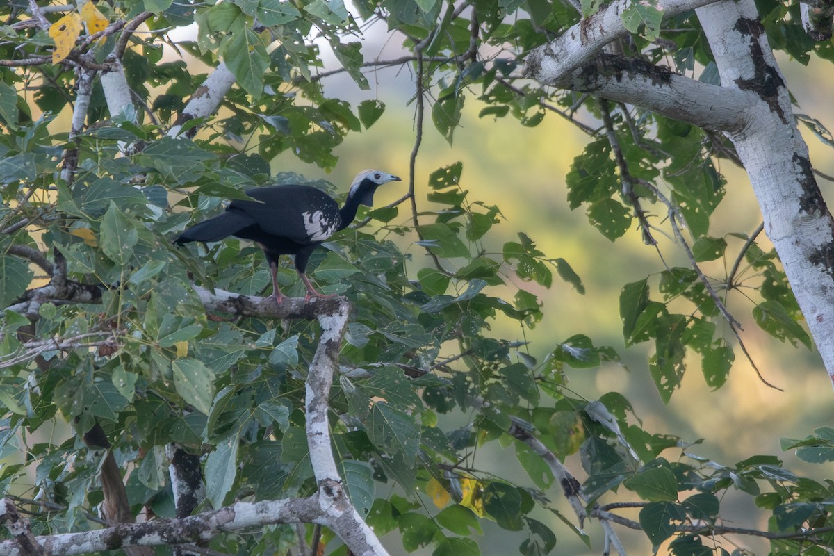 Blue-throated Piping-Guan - ML646256001