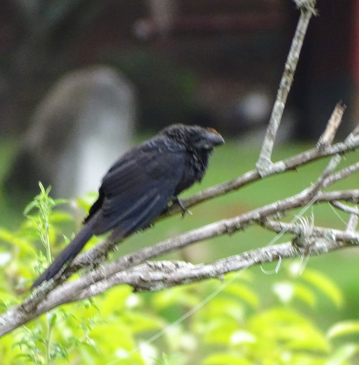 Ані товстодзьобий - ML646256004