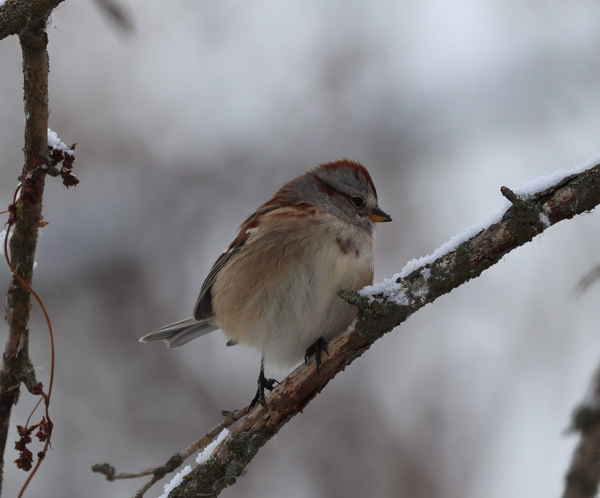 American Tree Sparrow - ML646256006