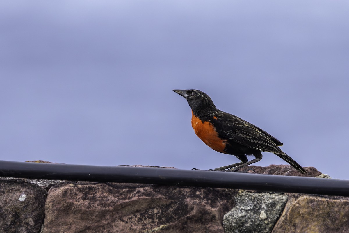 Sturnelle militaire - ML646256012