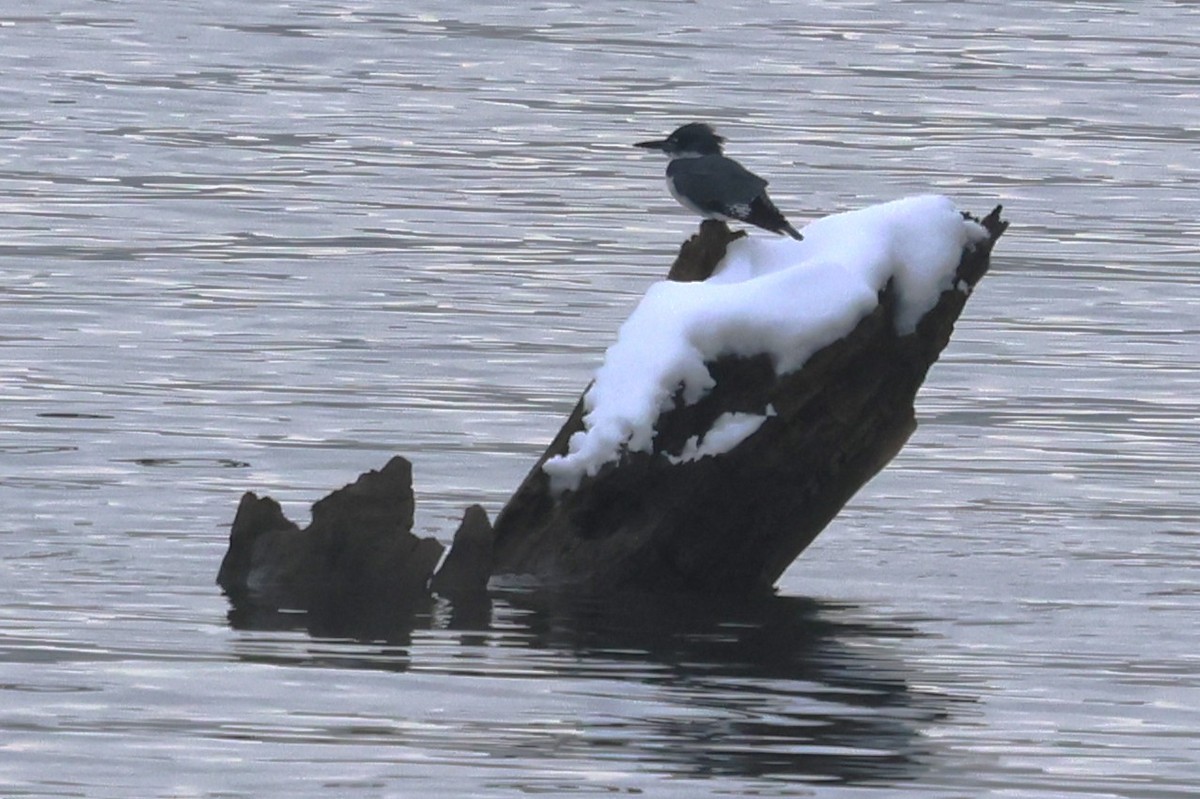 Belted Kingfisher - ML646256016