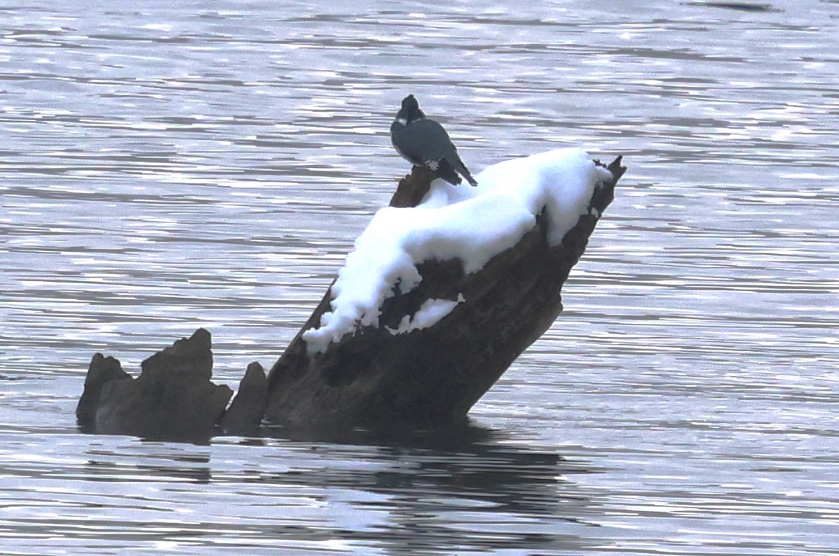 Belted Kingfisher - ML646256017