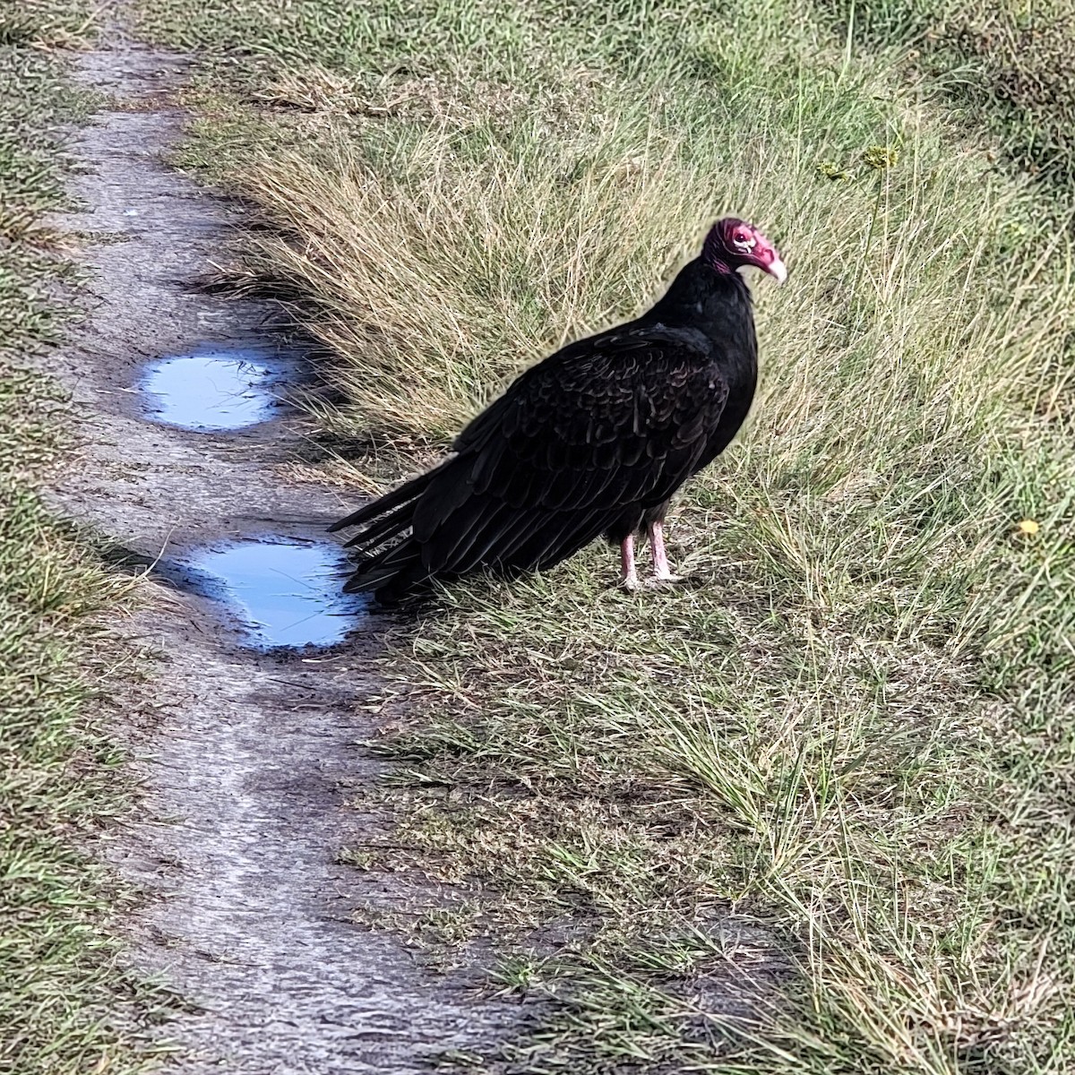 Turkey Vulture - ML646256018