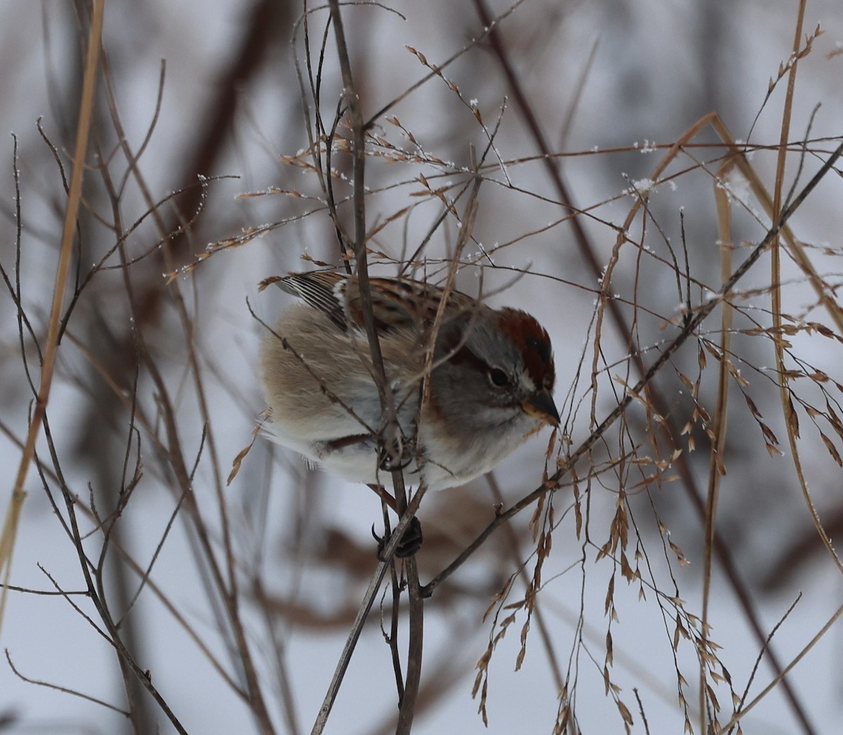 American Tree Sparrow - ML646256020