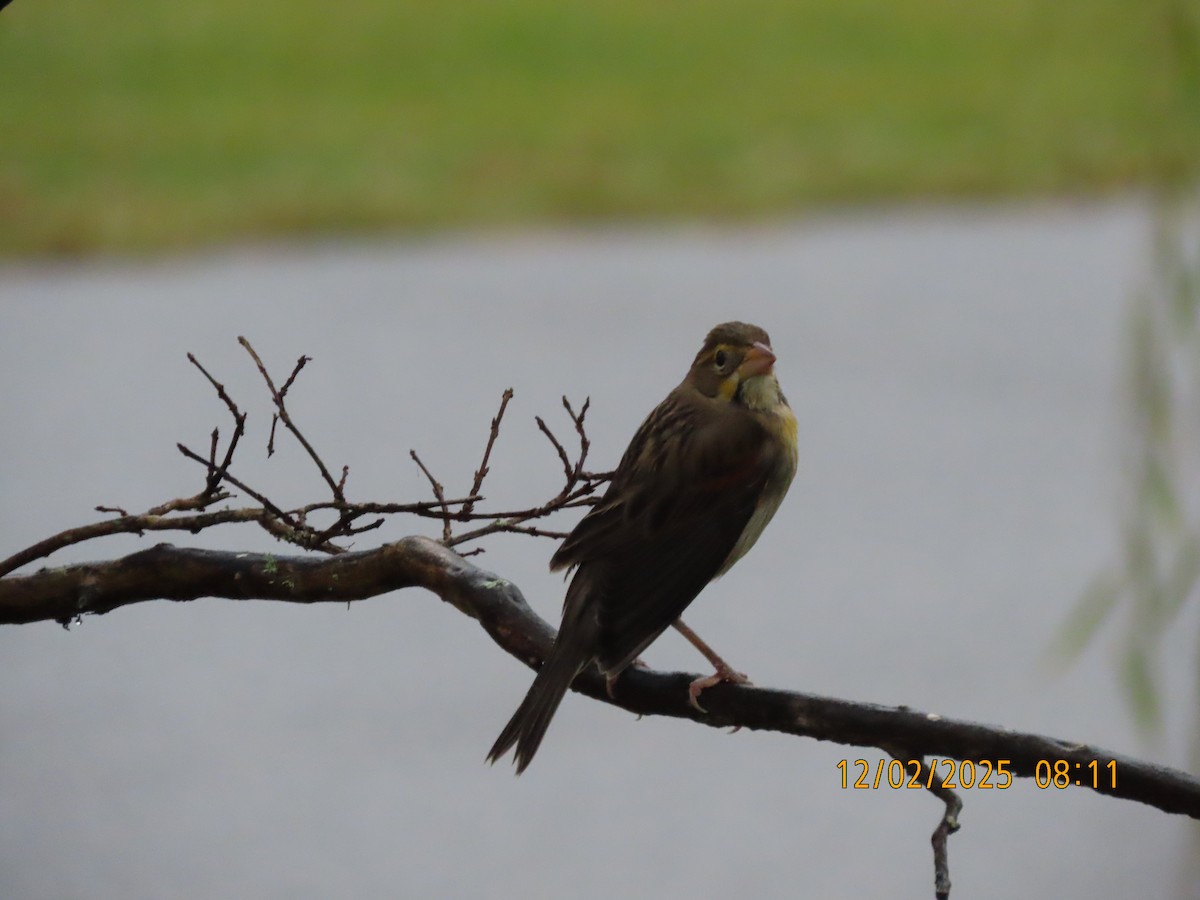 Dickcissel - ML646256025