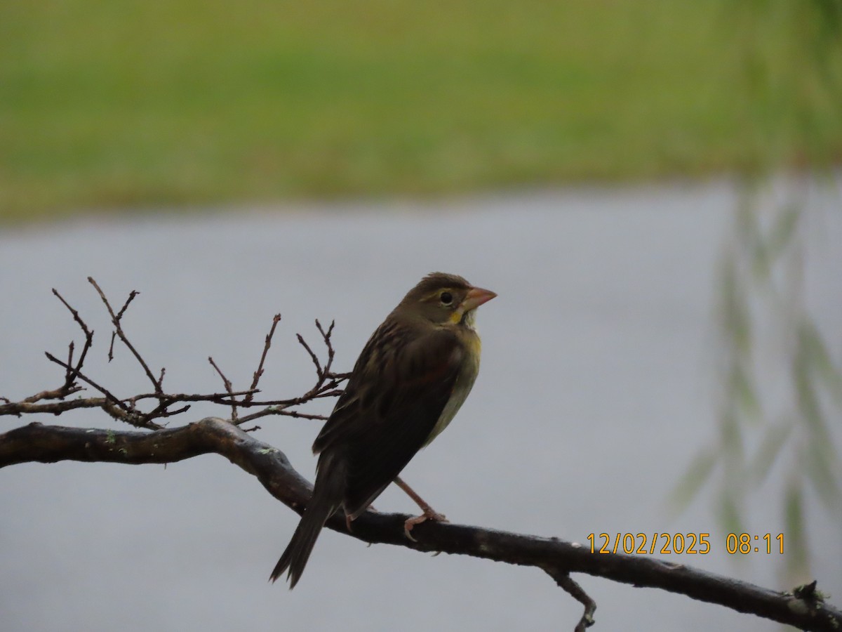 Dickcissel - ML646256026