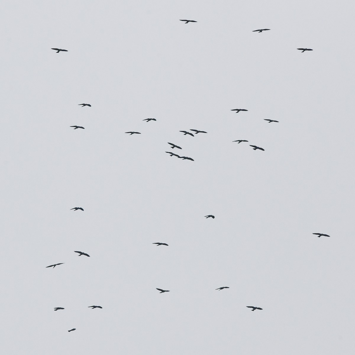 Mississippi Kite - ML646256027