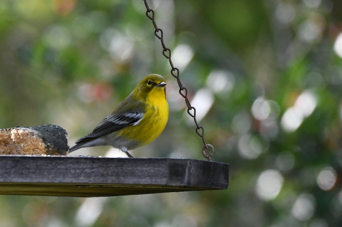 Pine Warbler - ML646256029
