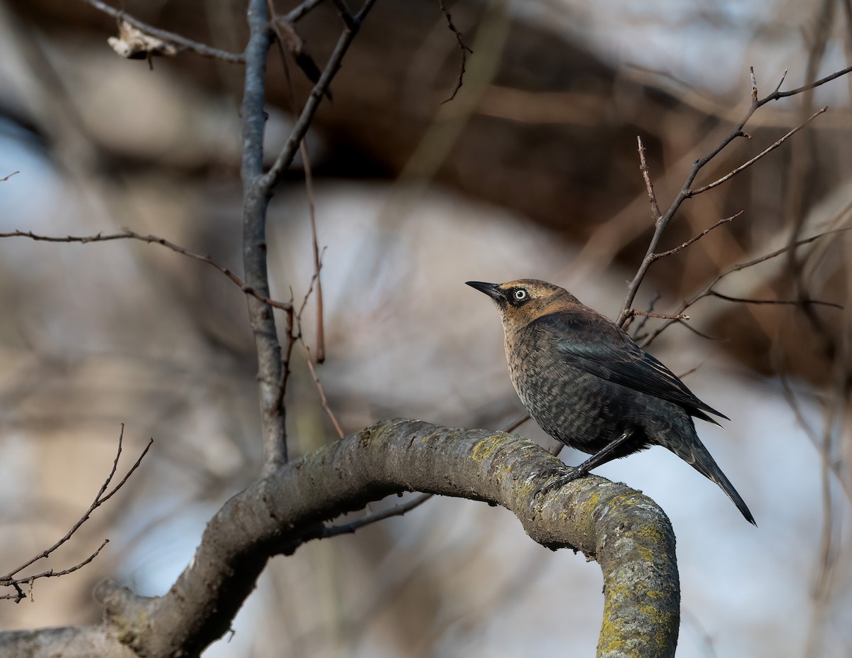 Rusty Blackbird - ML646256043
