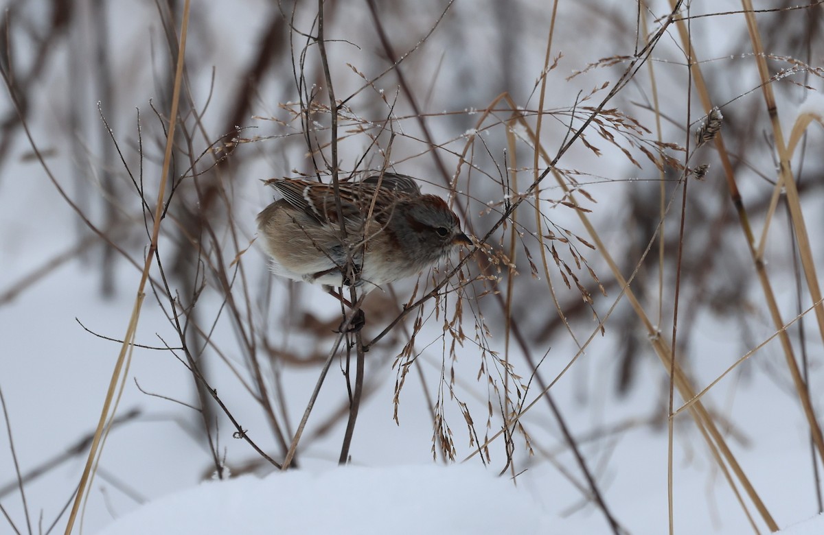 American Tree Sparrow - ML646256045