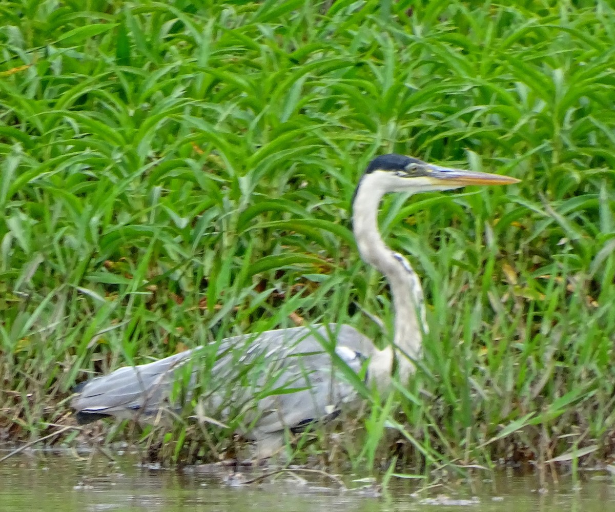 Cocoi Heron - ML646256047