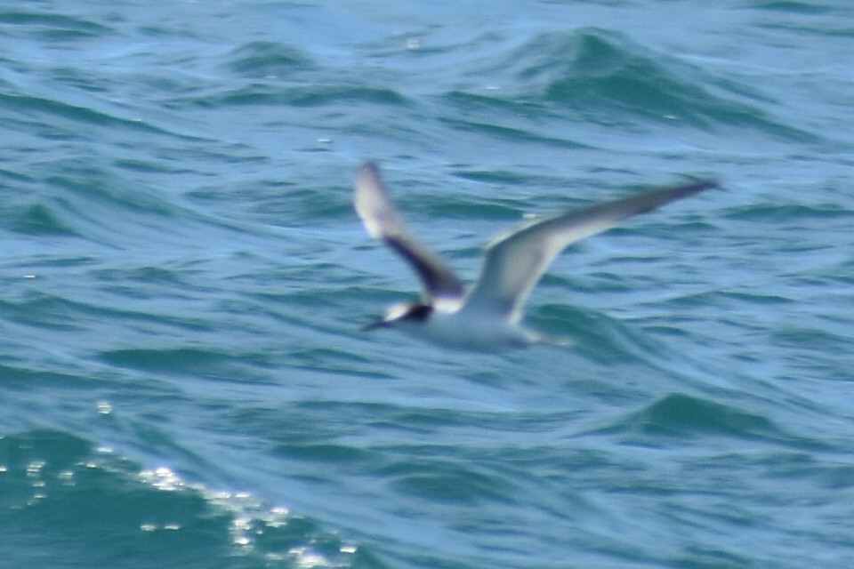 Common Tern - ML646256048