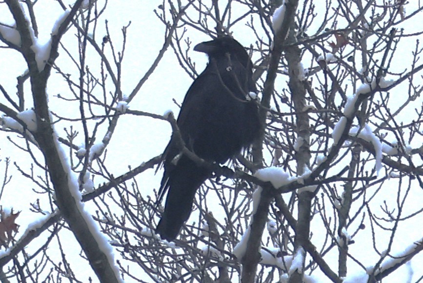 Common Raven - ML646256049