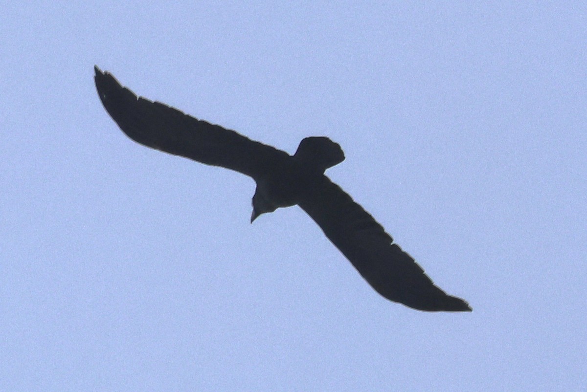 Common Raven - ML646256050